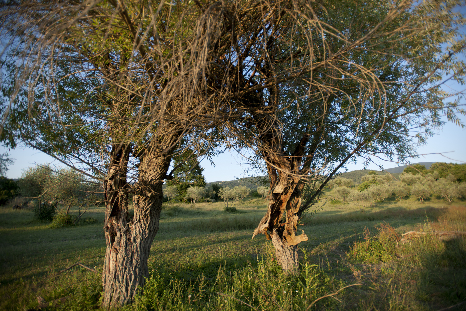 lpa_paesaggio